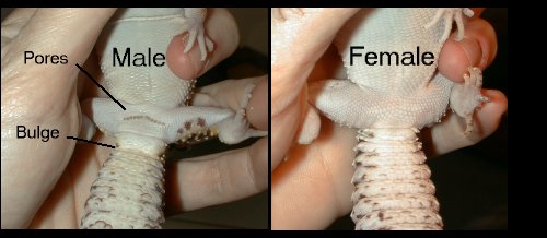 Sexing Leopard Geckos