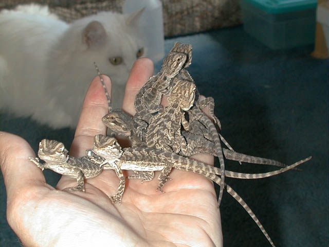 BabyPile