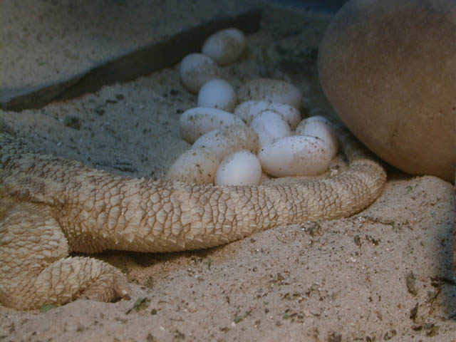 BisquikEggs