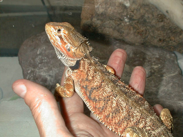 Eric The Red 1