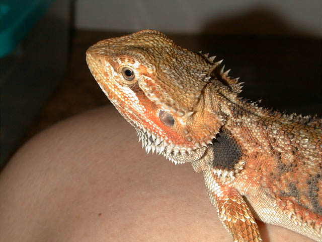 Eric The Red 2