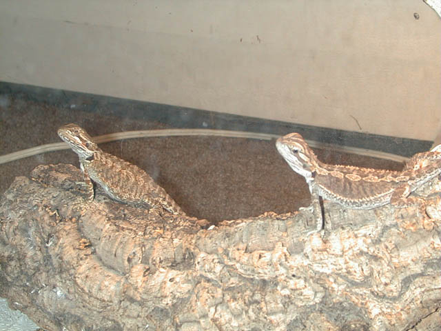 FireTiger&SilverPastel