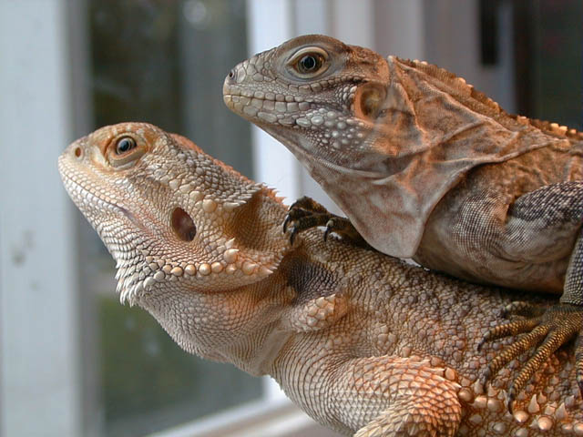 Luau&Cyclura1