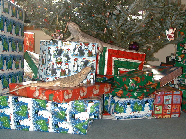 XmasDragons1