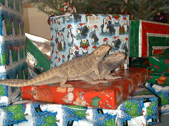 XmasDragons2
