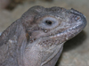 Picture of Kharma, one of our Rhino Iguanas