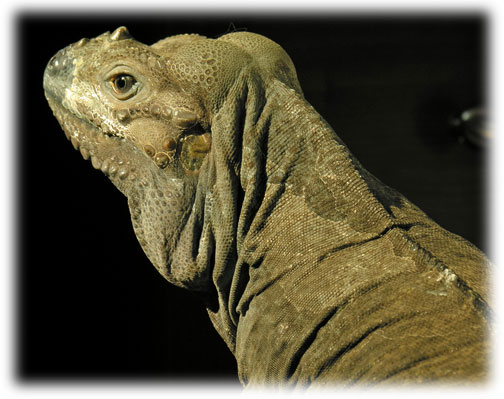 Photo of Kharma, a Rhino Iguana