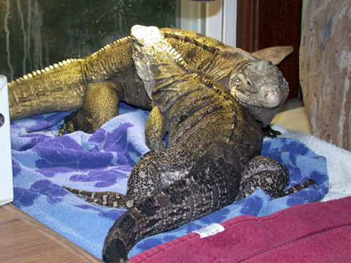 www.reptilecare.com