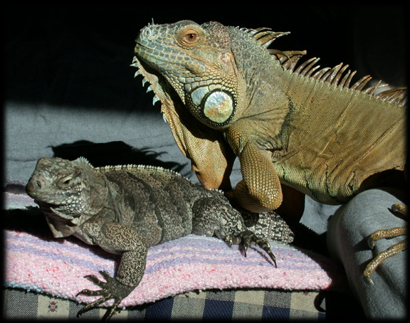 www.reptilecare.com